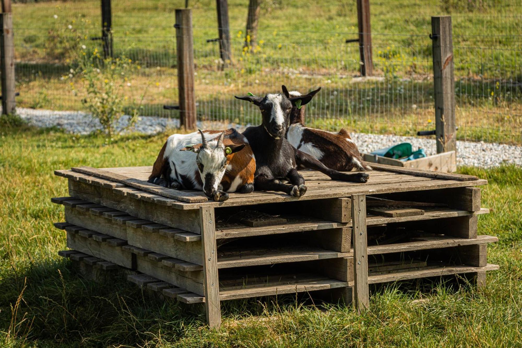 Landgoed Versteegh Nabij Heerlijkheid Marienwaerdt Beesd Bagian luar foto
